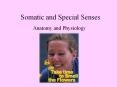 Somatic and Special Senses PowerPoint PPT Presentation