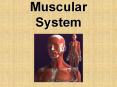 Muscular System PowerPoint PPT Presentation