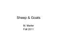 Sheep PowerPoint PPT Presentation