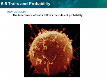 KEY CONCEPT The inheritance of traits follows the rules of probability.