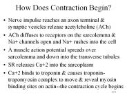 How Does Contraction Begin?
