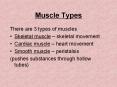Muscle Types PowerPoint PPT Presentation