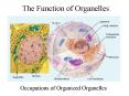 The Function of Organelles PowerPoint PPT Presentation
