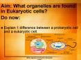Aim: What organelles are found in Eukaryotic cells? PowerPoint PPT Presentation