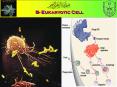 The Cell Organelles PowerPoint PPT Presentation
