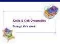 Cells PowerPoint PPT Presentation