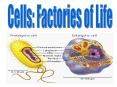 Cells: Factories of Life PowerPoint PPT Presentation