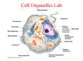 Cell Organelles Lab PowerPoint PPT Presentation