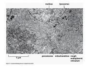 15_01_organelles.EM.jpg