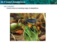 KEY CONCEPT Insects show an amazing range of adaptations.