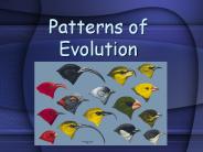 Patterns%20of%20Evolution