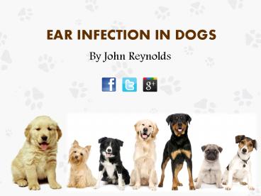 Ear Infection in Dogs: Causes, Treatments and Prevention