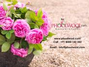 Send Flowers, Cakes, and Personalized Gifts - Phoolwool.com
