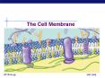 The Cell Membrane PowerPoint PPT Presentation
