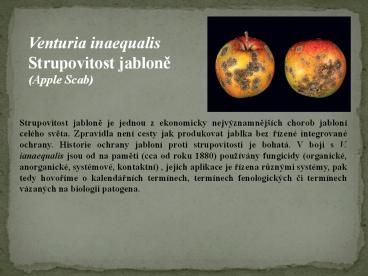 Prezentace aplikace PowerPoint