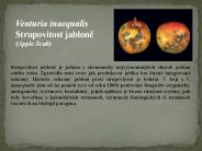 Prezentace aplikace PowerPoint