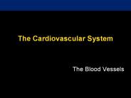 The%20Cardiovascular%20System