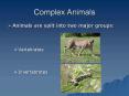 Complex Animals PowerPoint PPT Presentation