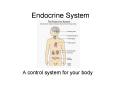 Endocrine System PowerPoint PPT Presentation