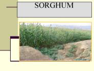 SORGHUM ????? ???????