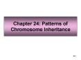 Chapter 24: Patterns of Chromosome Inheritance PowerPoint PPT Presentation