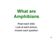 What%20are%20Amphibians