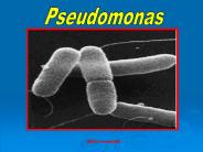 Pseudomonas