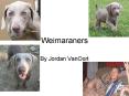 Weimaraners PowerPoint PPT Presentation