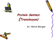 Protein Sentezi (Translasyon)