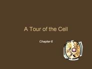A Tour of the Cell