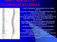 ANATOMIE DE LA COLONNE VERT