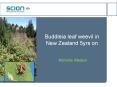 Buddleia leaf weevil in New Zealand 5yrs on PowerPoint PPT Presentation