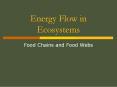 Energy Flow in Ecosystems PowerPoint PPT Presentation