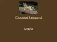 Clouded Leopard PowerPoint PPT Presentation