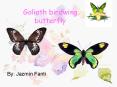 Goliath birdwing butterfly PowerPoint PPT Presentation