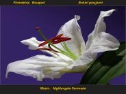Music:  Nightengale Serenade
