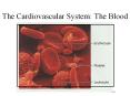 The Cardiovascular System: The Blood PowerPoint PPT Presentation