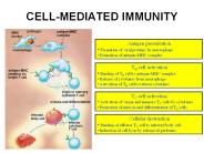 CELL-MEDIATED%20IMMUNITY
