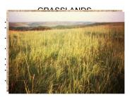 GRASSLANDS