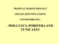 TROPICAL MARINE BIOLOGY PowerPoint PPT Presentation