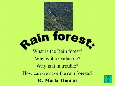 What is the Rain forest?