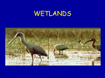 WETLANDS