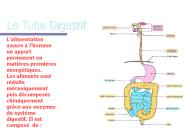Le Tube Digestif