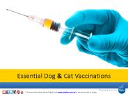 Essential Dog and Cat Vaccinations