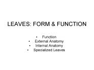 LEAVES: FORM