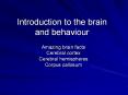 Introduction to the brain and behaviour PowerPoint PPT Presentation