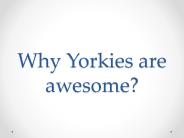Why Yorkies are awesome?