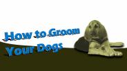 How To Groom Your Dogs PowerPoint PPT Presentation