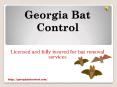 Hire Professionals For Bat Removal From House PowerPoint PPT Presentation