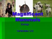 PPT – Mammals PowerPoint presentation | free to view - id: 6392e-YWMwY